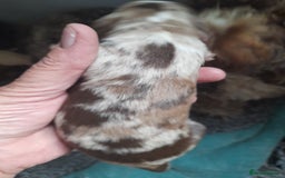 Sproodle dogs for sale: Gorgeous Sproodle Pups. - Image 29