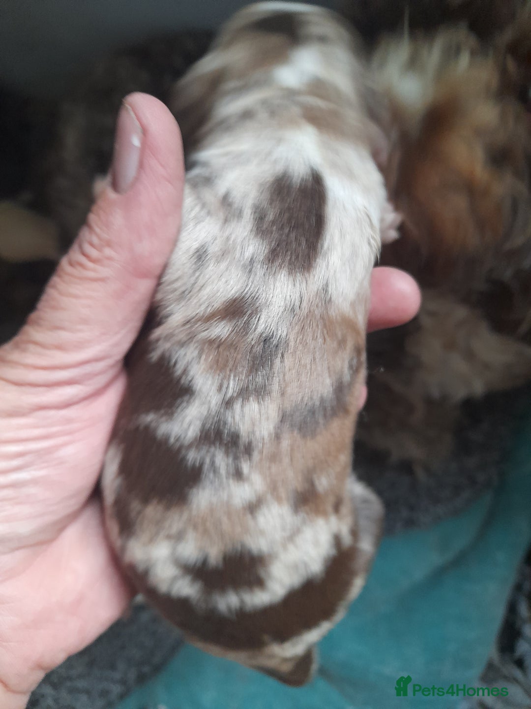 Sproodle dogs for sale: Gorgeous Sproodle Pups. - Image 29