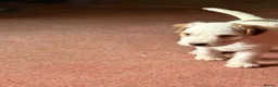 Parson Russell dogs for sale: Two Beautiful Parson Russell puppies - Advert 13