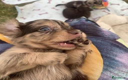 Miniature Dachshund dogs for sale: Miniature Dachshund puppies ready for new home - Image 3