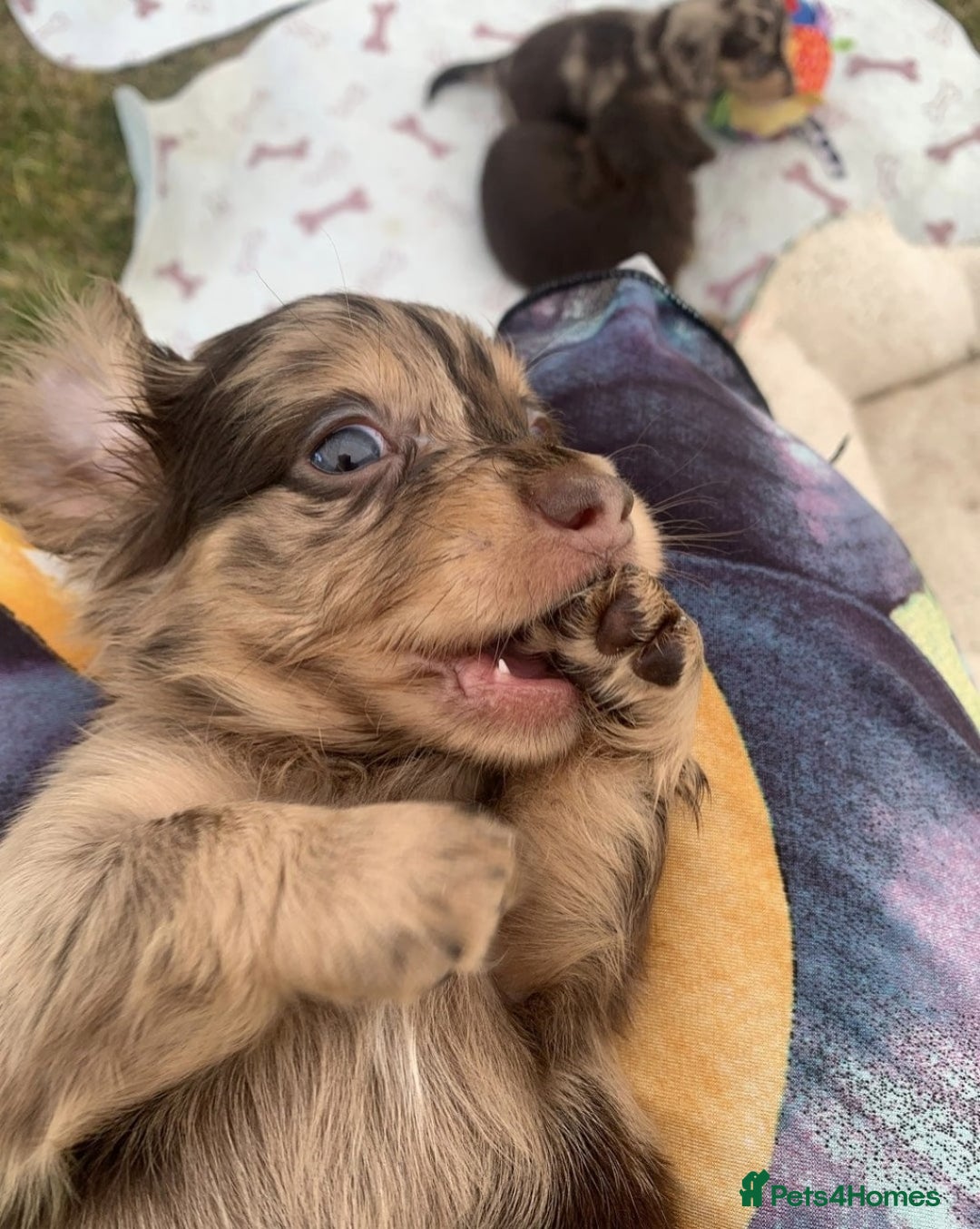 Miniature Dachshund dogs for sale: Miniature Dachshund puppies ready for new home - Image 3