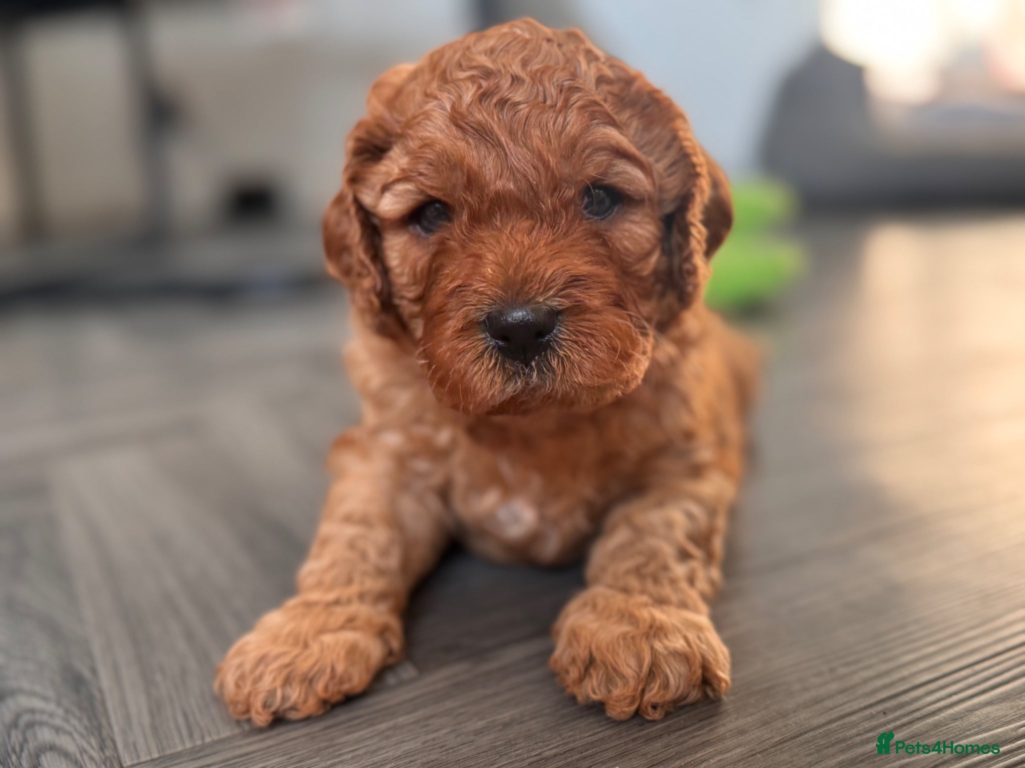 Cavapoo dogs Gorgeous Cavapoo Puppes  - Advert 1