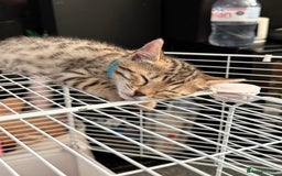 Bengal cats for sale: Three Bengals Ready to go 🩶🖤🤍 - Image 7