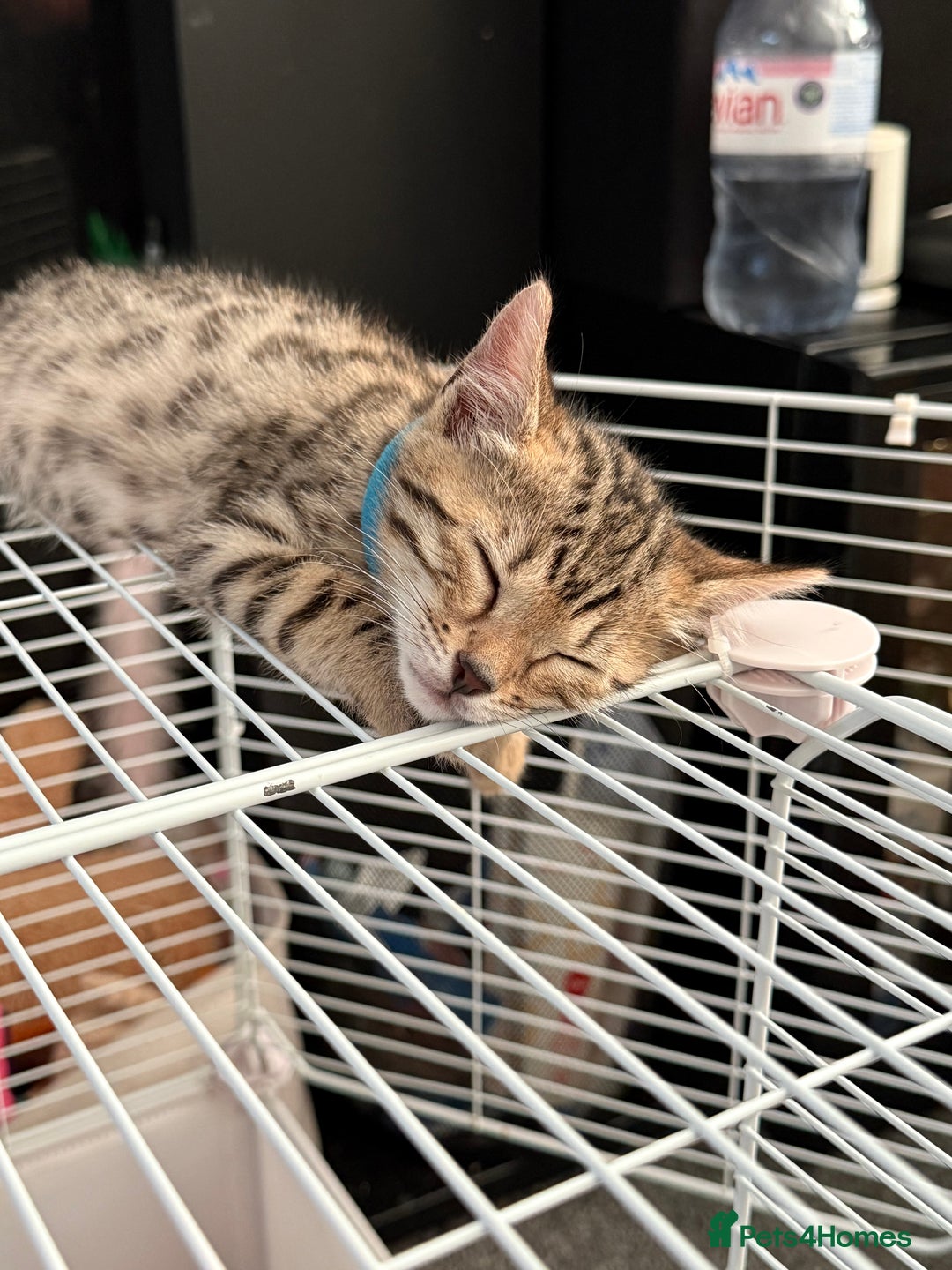 Bengal cats for sale: Three Bengals Ready to go 🩶🖤🤍 - Image 7