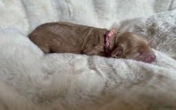 Mini Goldendoodle dogs for sale: Miniature Golden Doodles - Image 6