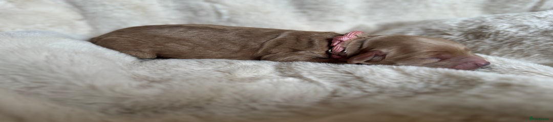 Mini Goldendoodle Puppy 7