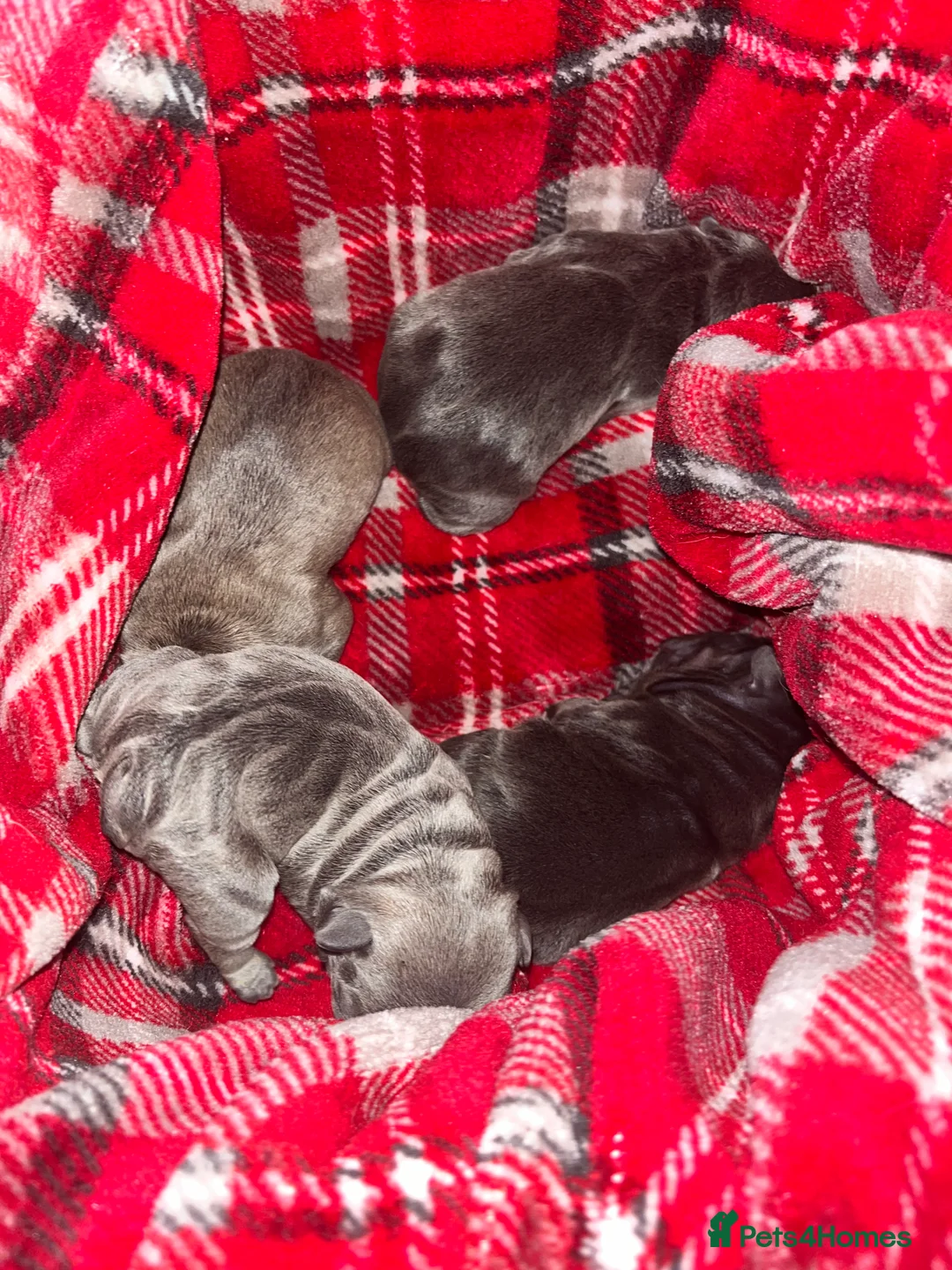 French Bulldog dogs for sale: RESERVED*French Bulldog Puppies - 2 girls / 2 boys - Advert 9