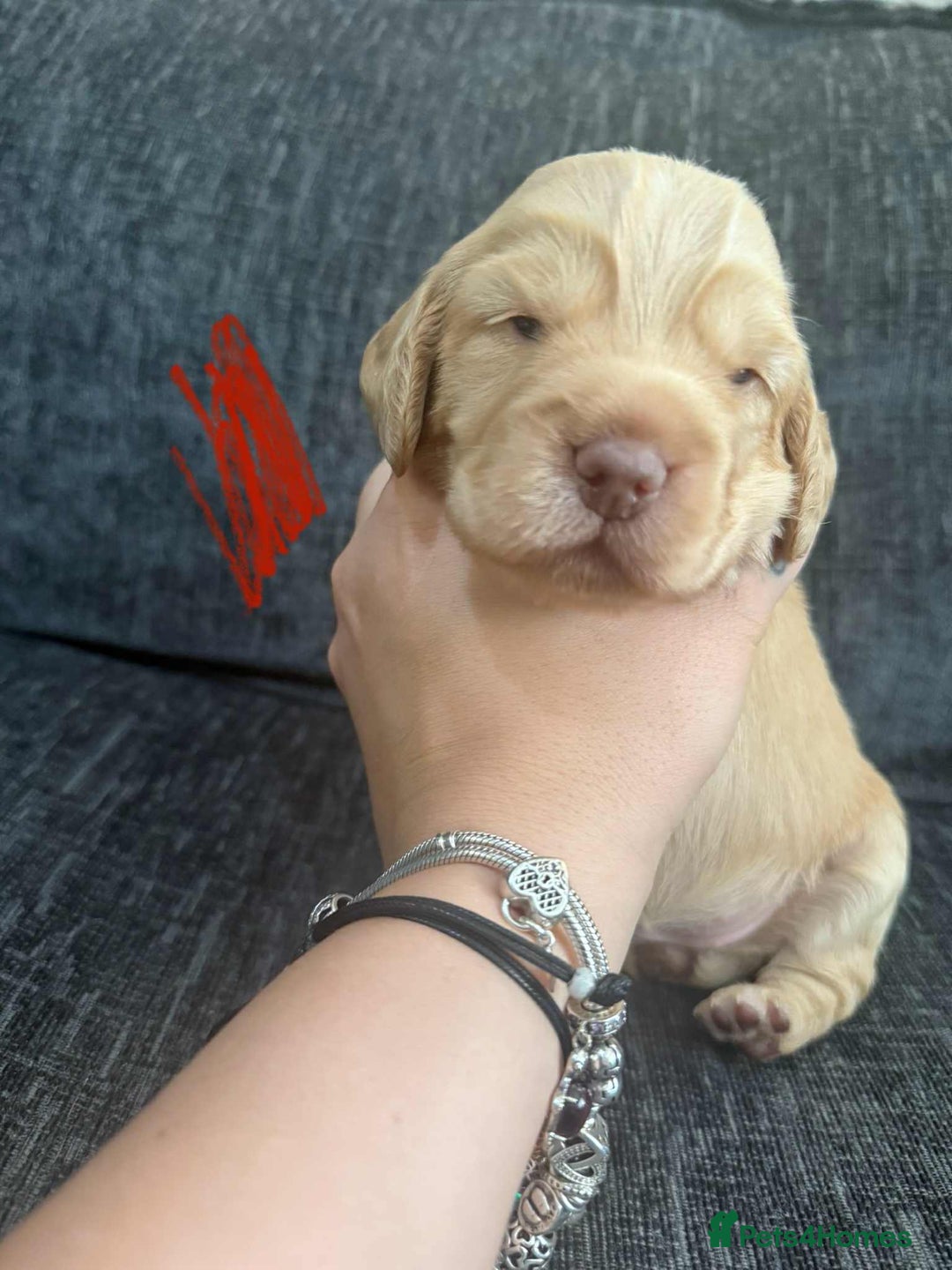 Cocker Spaniel dogs for sale: Working cocker spaniels - Image 9