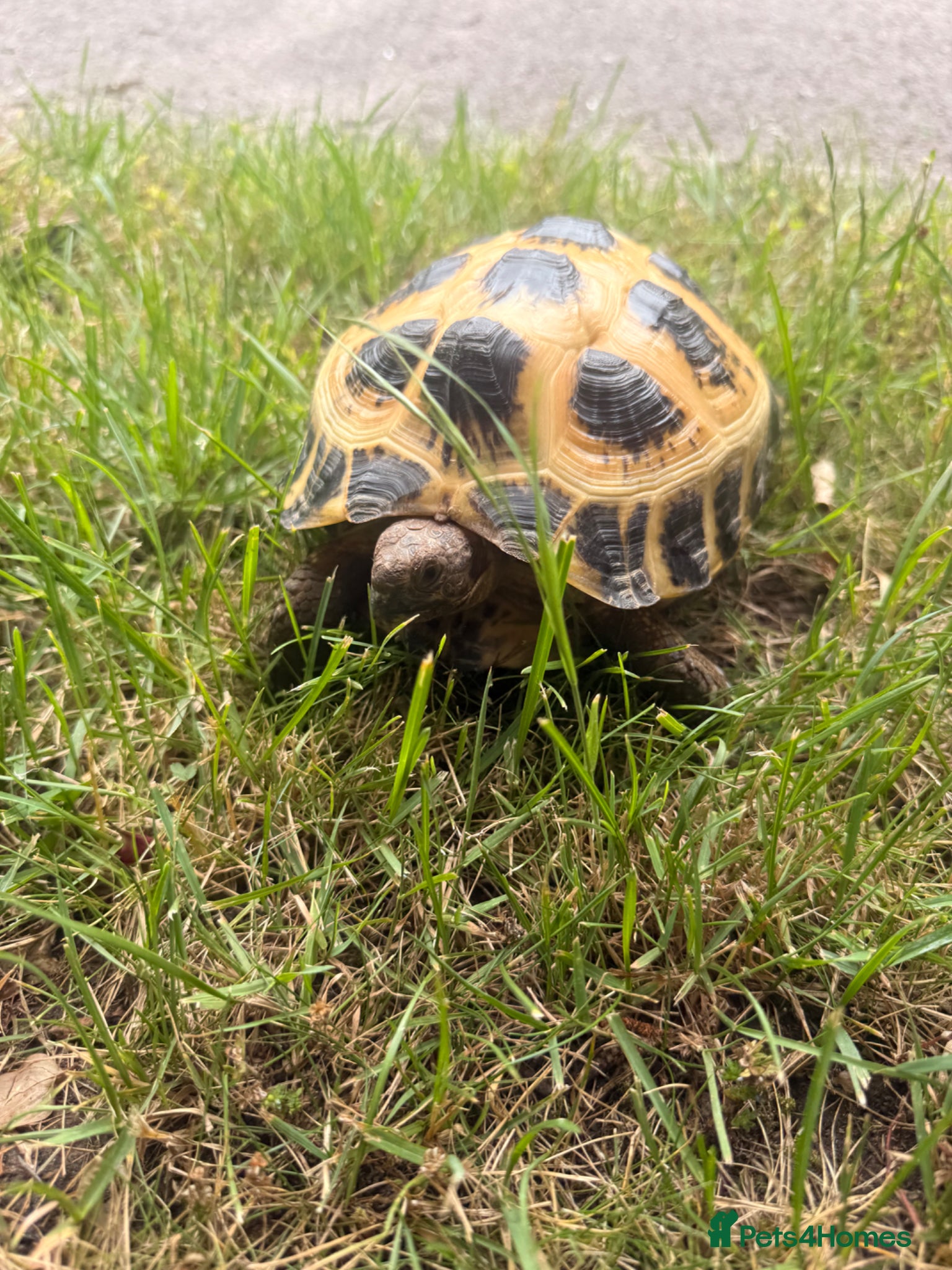 Tortoise reptiles Horsefield tortoise - Advert 1