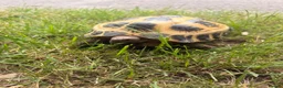 Tortoise reptiles for sale: Horsefield tortoise - Advert 1