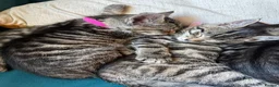 Mixed Breed cats for sale: Beautiful kittens in Strathdon - Advert 15