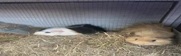 Guinea Pig rodents for sale: 2x Boars for sale  in Birmingham - Advert 3