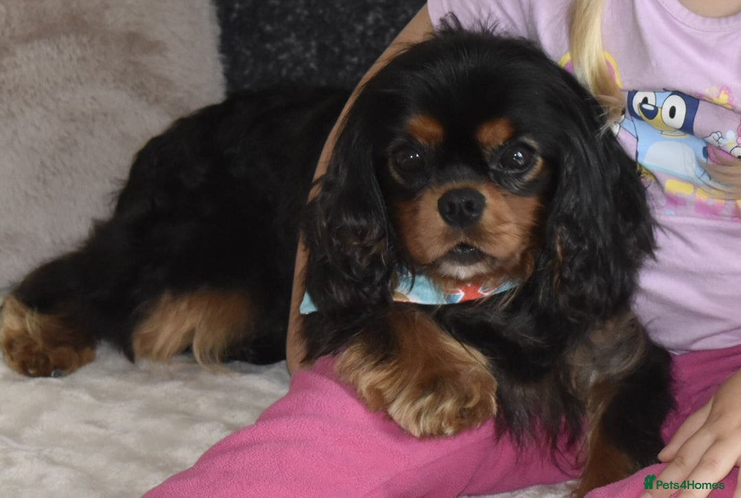 Cavalier King Charles Spaniel dogs for sale: Cavalier King Charles Spaniel puppies - Image 9