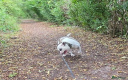 American Bulldog dogs for sale: Rescue Ozzy  - Image 20