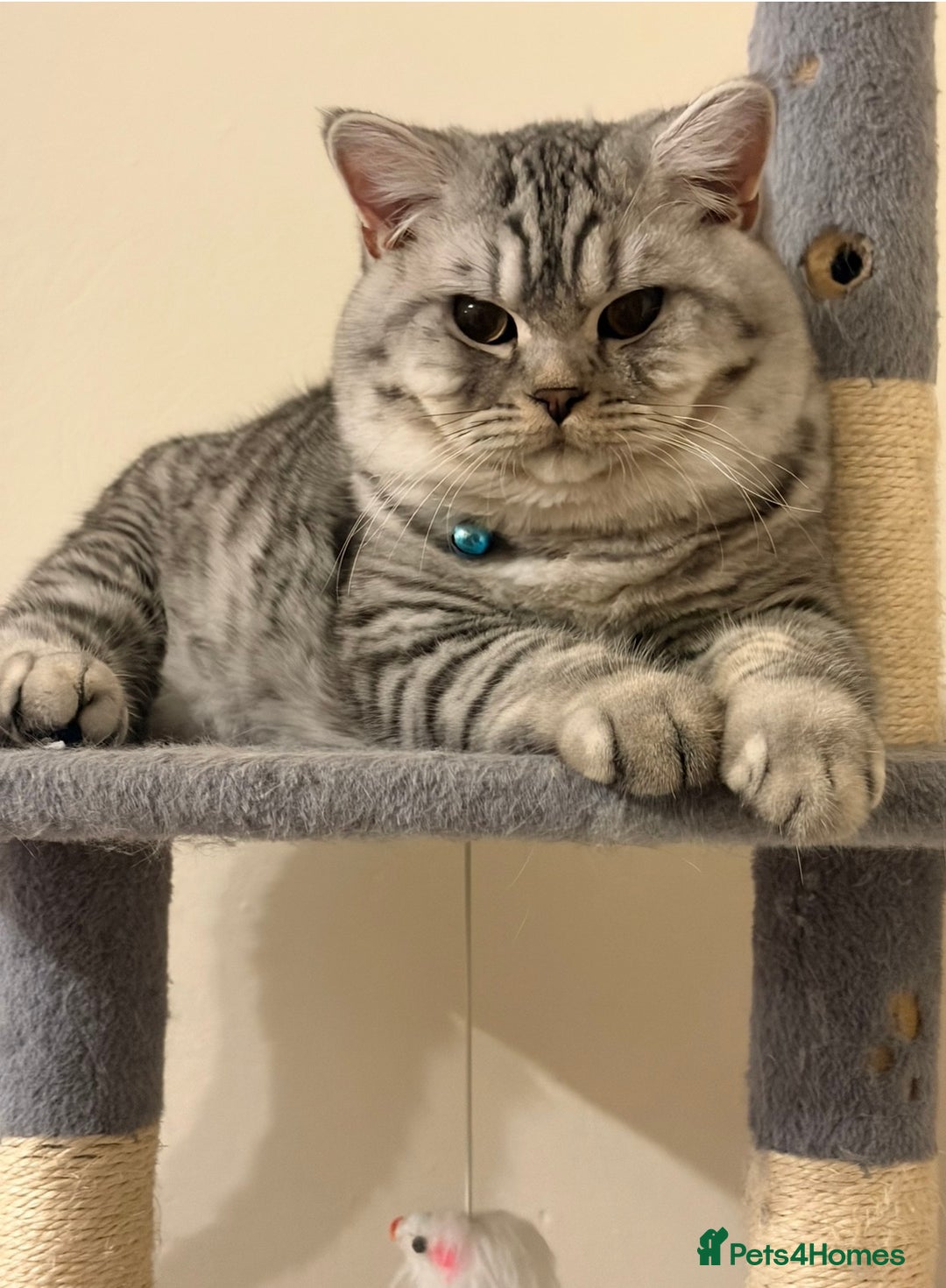 British Shorthair cats for sale: 3 Kittens•Full Pedigree•Champions bloodline•GCCF - Advert 35