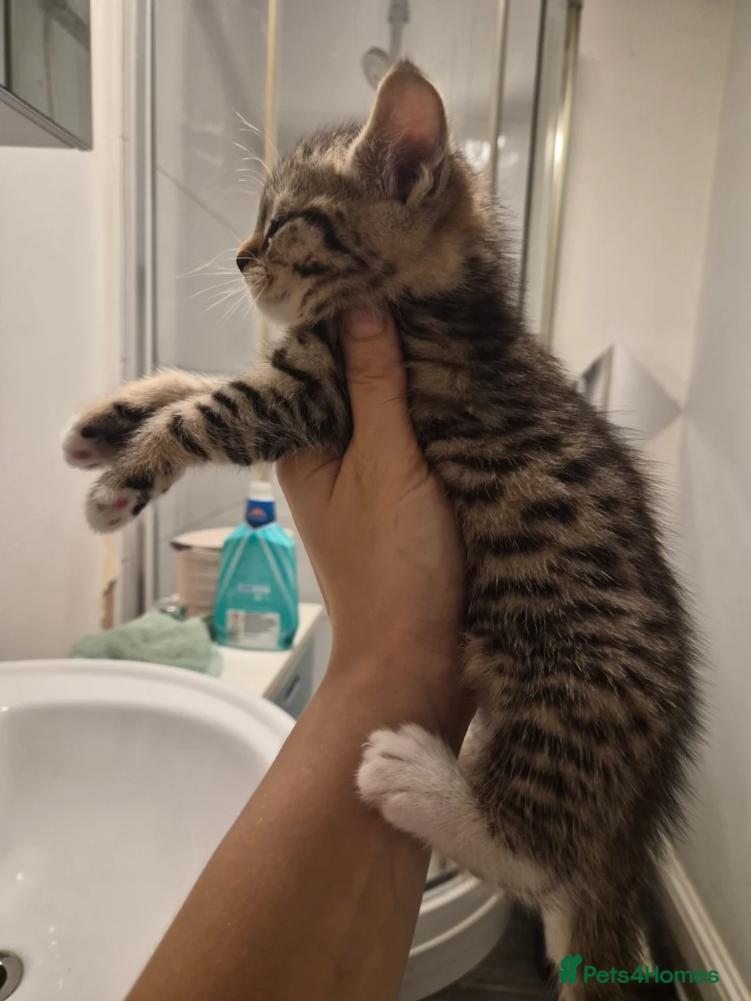 Bengal cats for sale: Bengal mix female  - Advert 5