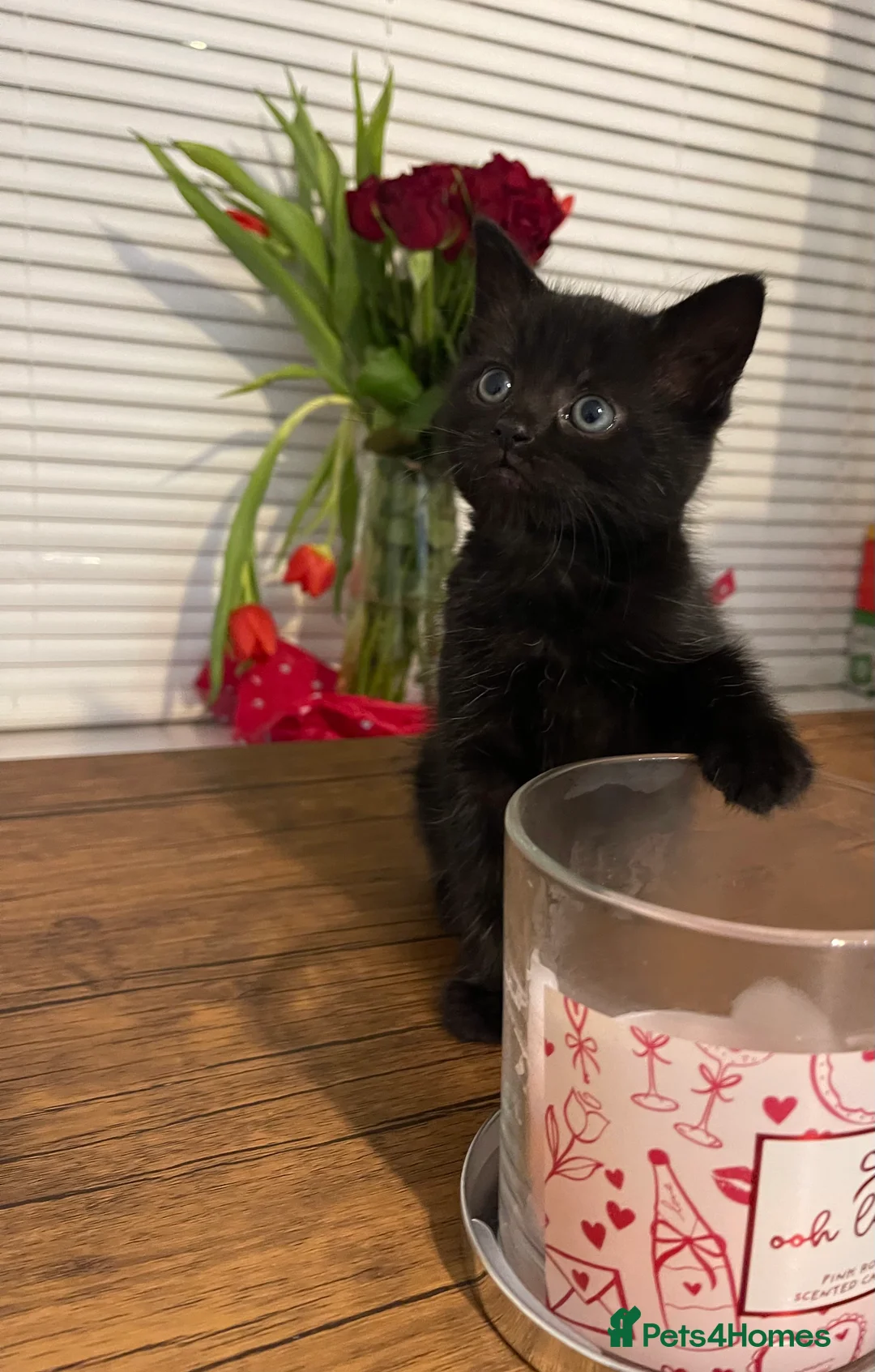 Mixed Breed cats for sale: 1 black male and 1 black female  - Advert 2