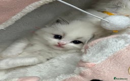 Ragdoll cats for sale: Beautiful pedigree kittens, show quality 💎❤️💎 - Image 31