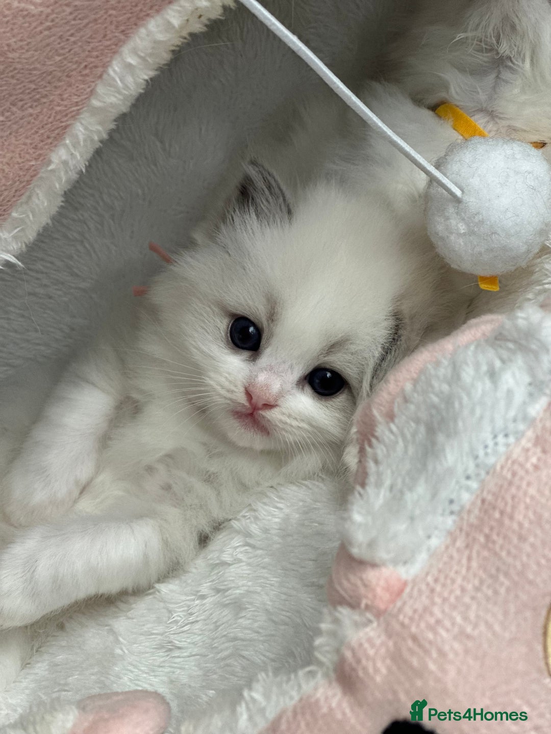 Ragdoll cats for sale: Beautiful pedigree kittens, show quality 💎❤️💎 - Image 31