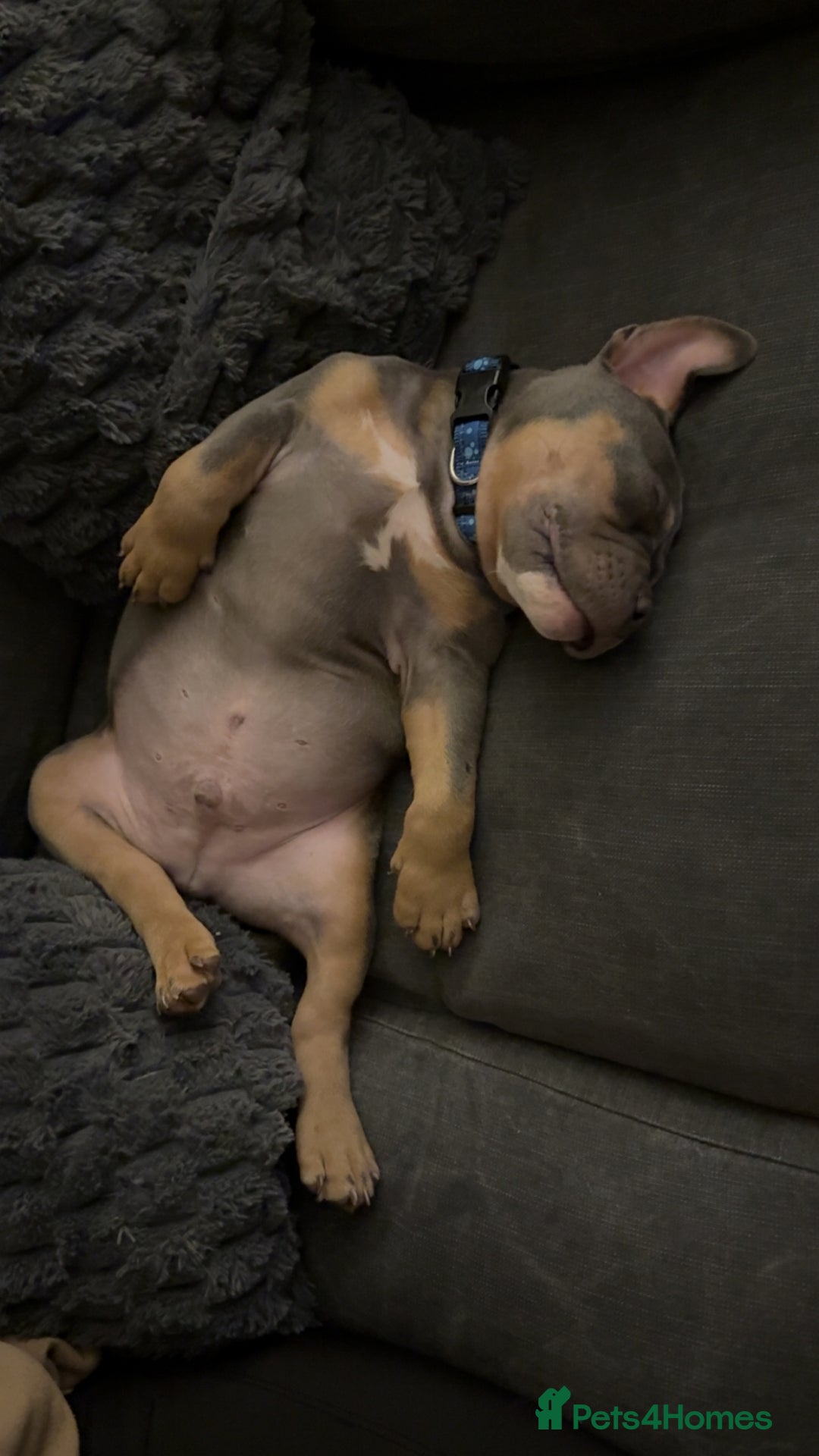 American Bully dogs for sale: American pocket bully - Image 4