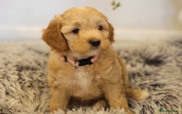 Maltipoo dogs for sale: F1b Maltipoo (Ready to leave now)   - Image 13