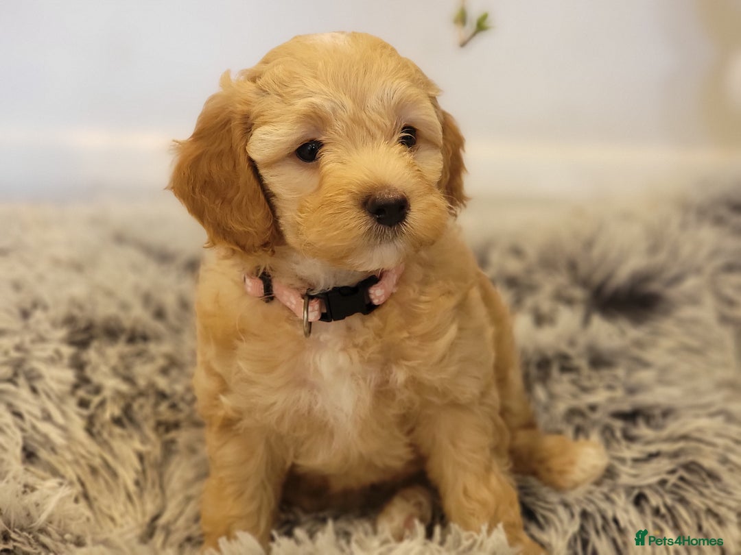 Maltipoo dogs for sale: F1b Maltipoo (Ready to leave now)   - Image 13