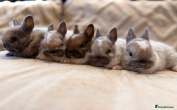 Netherland Dwarf rabbits for sale: 5 Adorable Netherland Dwarf Bunnies - Image 1