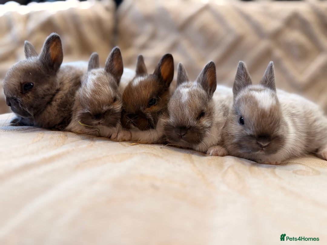 Netherland Dwarf rabbits for sale: 5 Adorable Netherland Dwarf Bunnies - Image 1