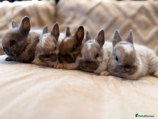 Netherland Dwarf rabbits - Advert 22