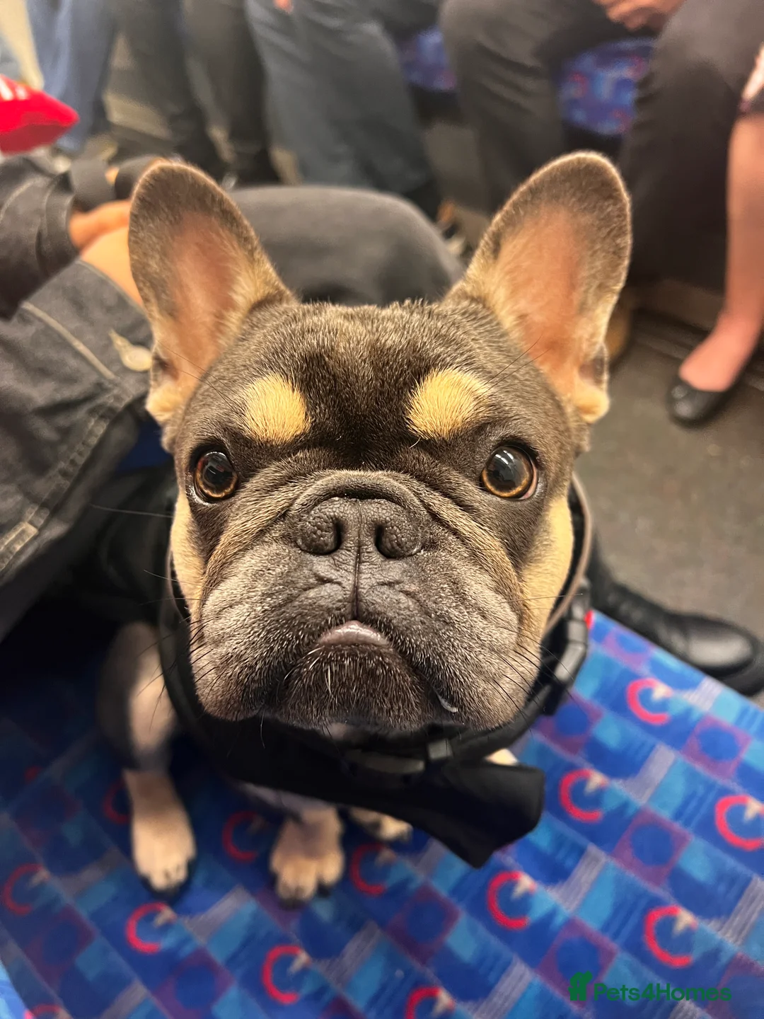 French Bulldog dogs for sale: Looking for a Loving Home for Stitch  - Advert 7