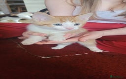 Mixed Breed cats for sale: Adorable Kittens - Image 7