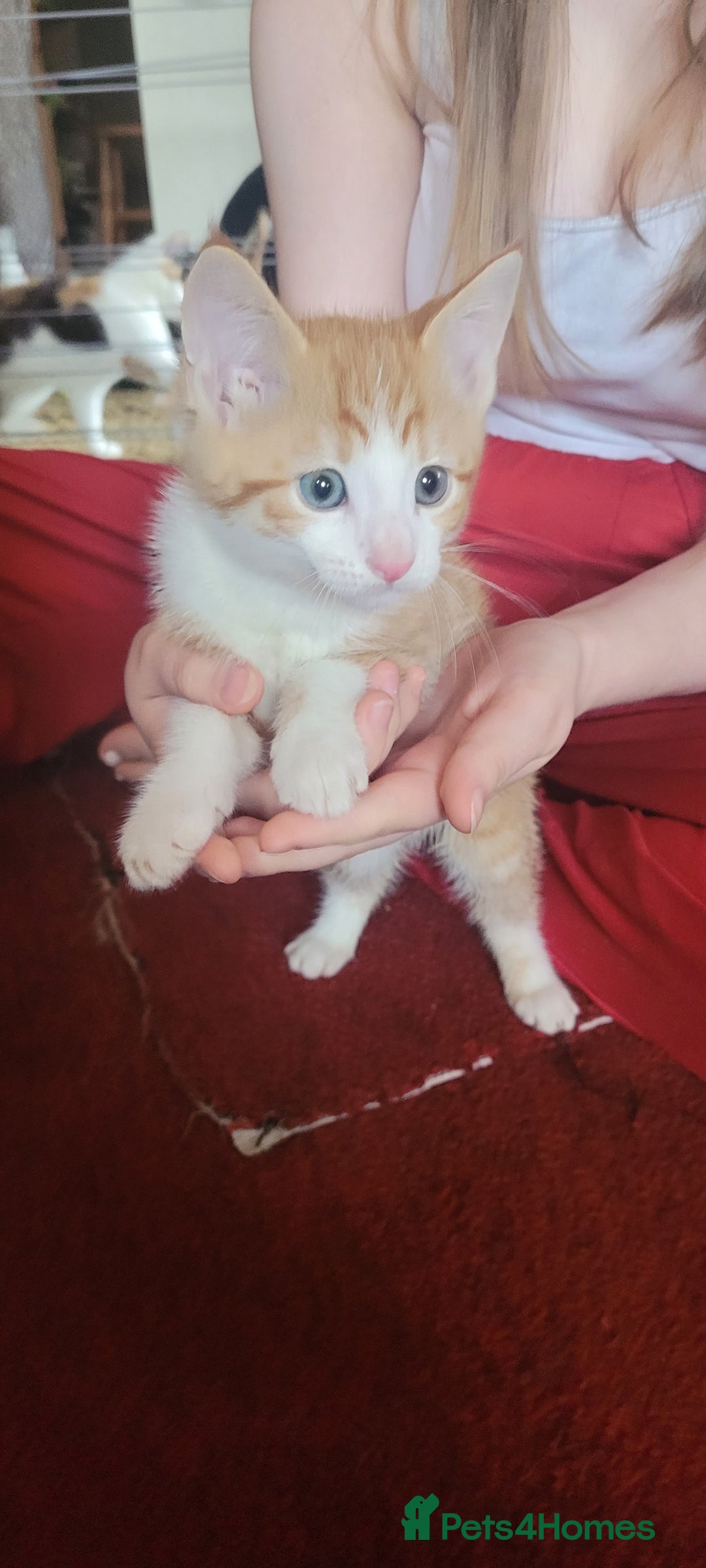 Mixed Breed cats for sale: Adorable Kittens - Image 7