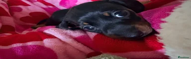 Miniature Dachshund 1