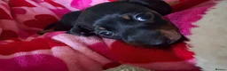 Miniature Dachshund dogs for sale: 2 x miniature dachshunds  in Colchester - Advert 3