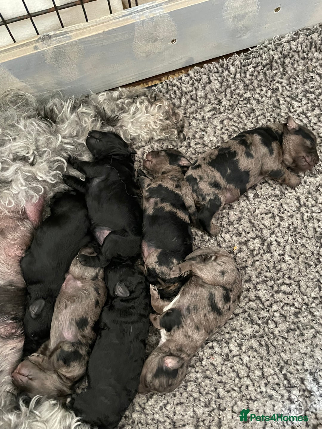 Cavapoo dogs for sale: Gorgeous blue merles & blacks cavapoo puppies  - Image 8
