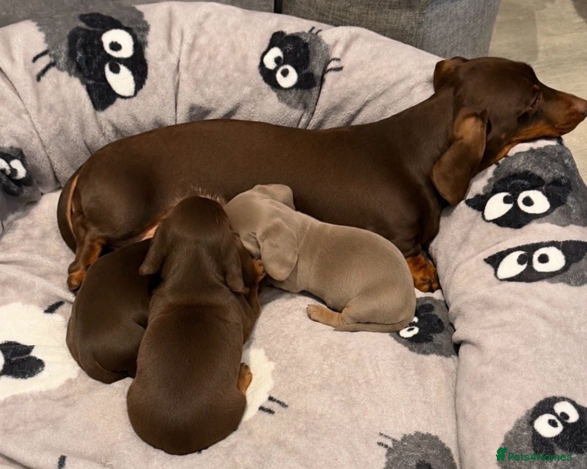 Miniature Dachshund dogs STUNNING MINIATURE DACHSHUND PUPS - Advert 2