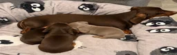 Miniature Dachshund dogs for sale: STUNNING MINIATURE DACHSHUND PUPS - Advert 2