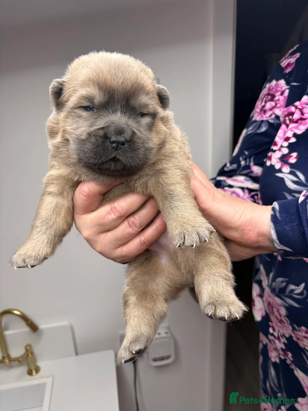 Chow Chow dogs for sale: 4 gorgeous chow chow’s - Advert 2