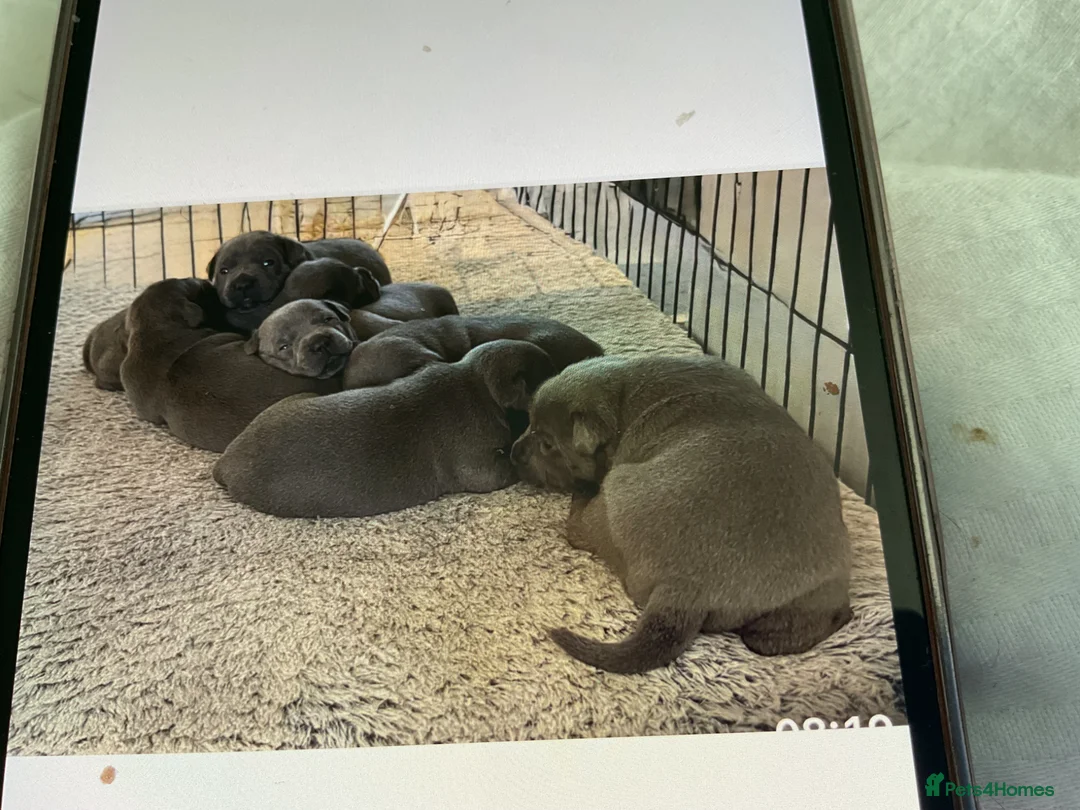 Staffordshire Bull Terrier dogs for sale: Small blue staffs in Liverpool - Advert 5