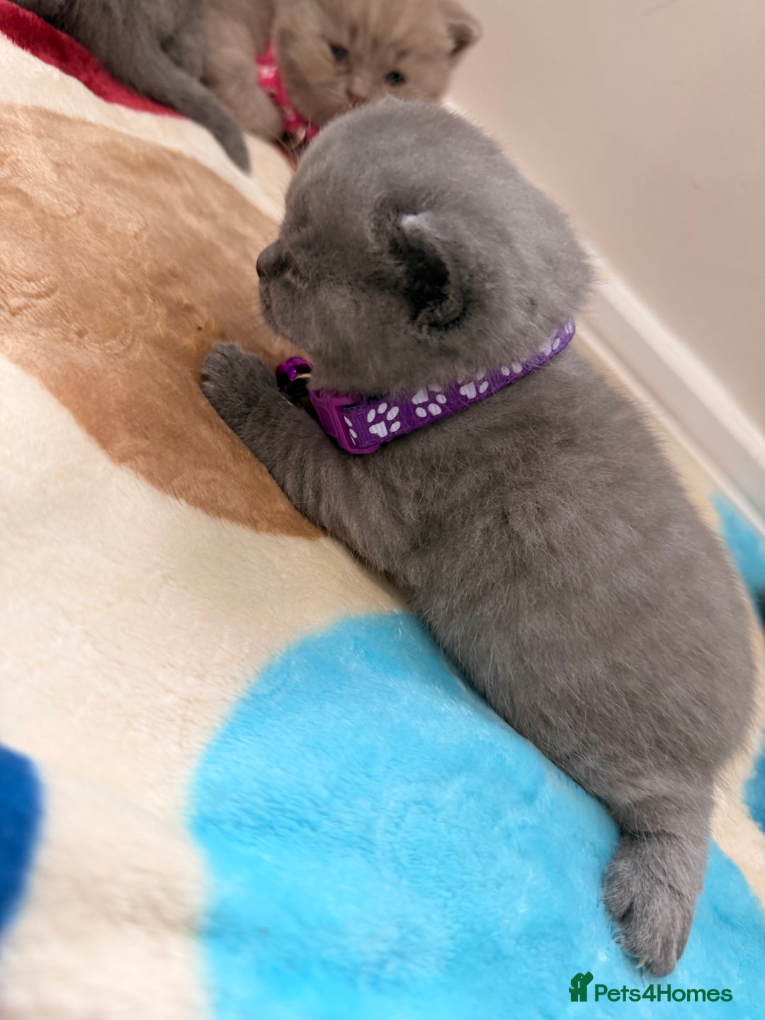 British Shorthair cats for sale: Beautiful big British Shorthair Kittens - Advert 21