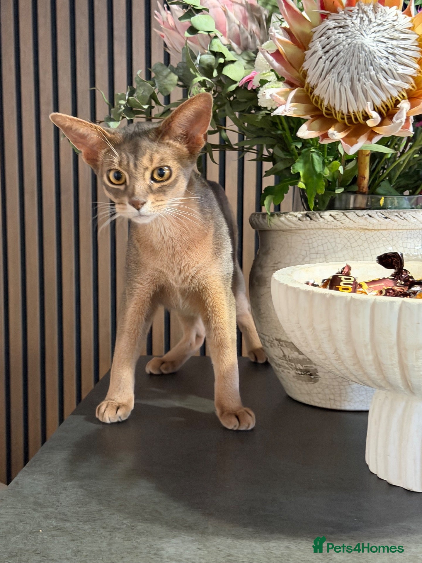 Abyssinian cats Last lovely boy😻 - Advert 7