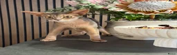 Abyssinian cats for sale: Last lovely boy😻 - Advert 6