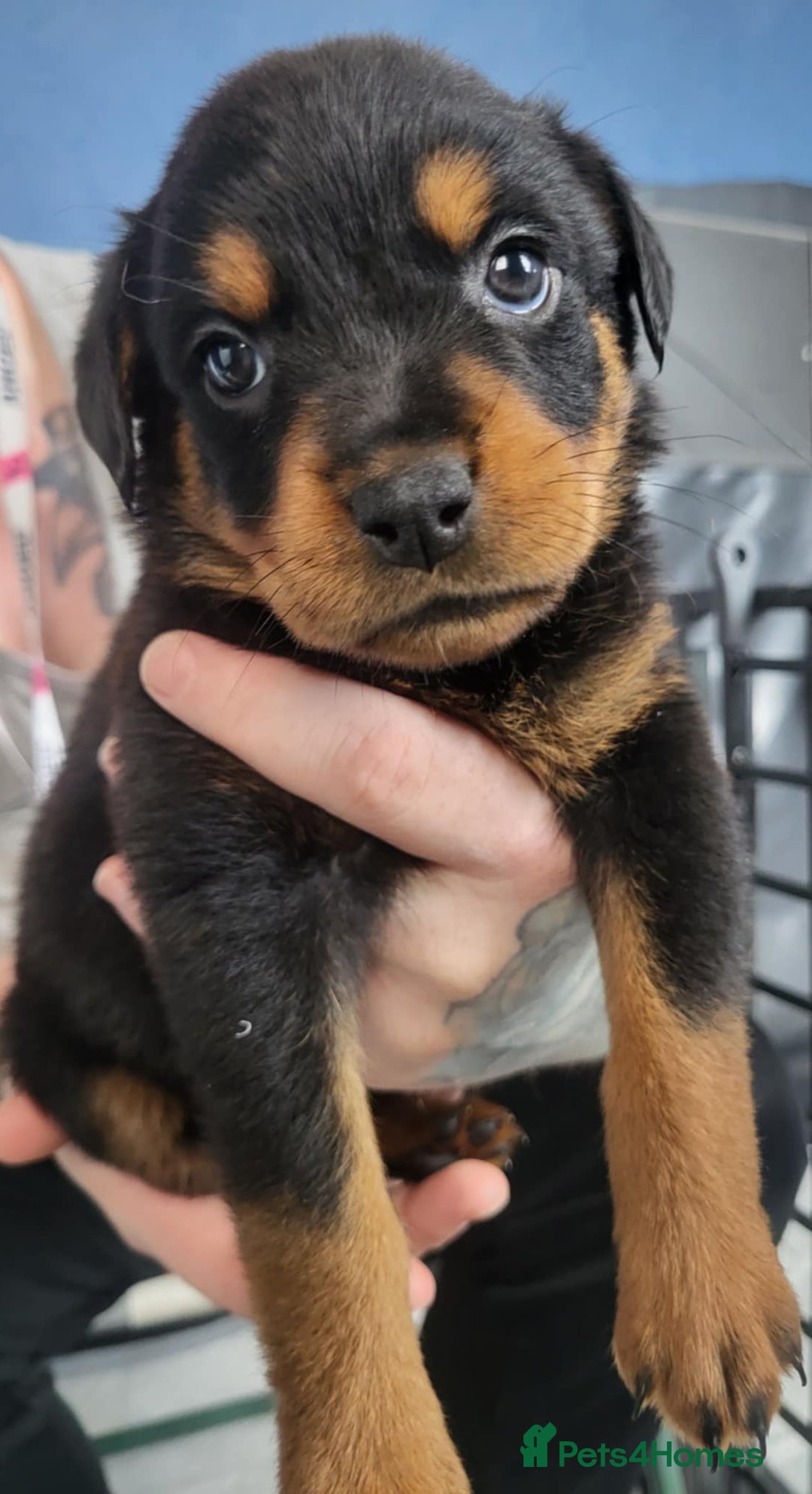Rottweiler dogs for sale: Stunning rottweiler puppies  - Image 6