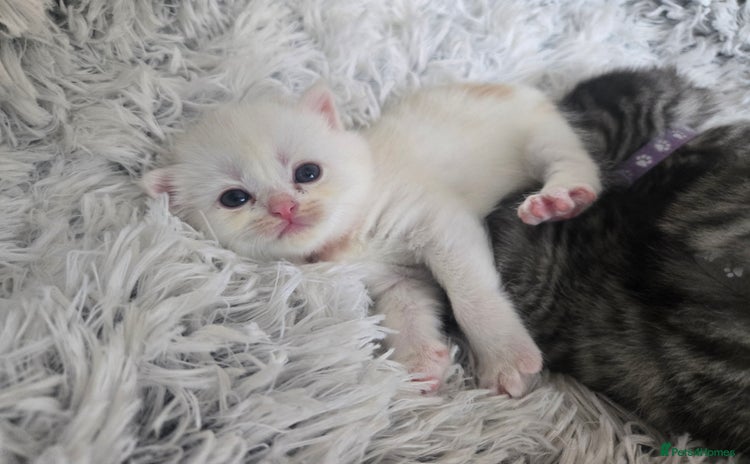 Persian cats - Advert 2