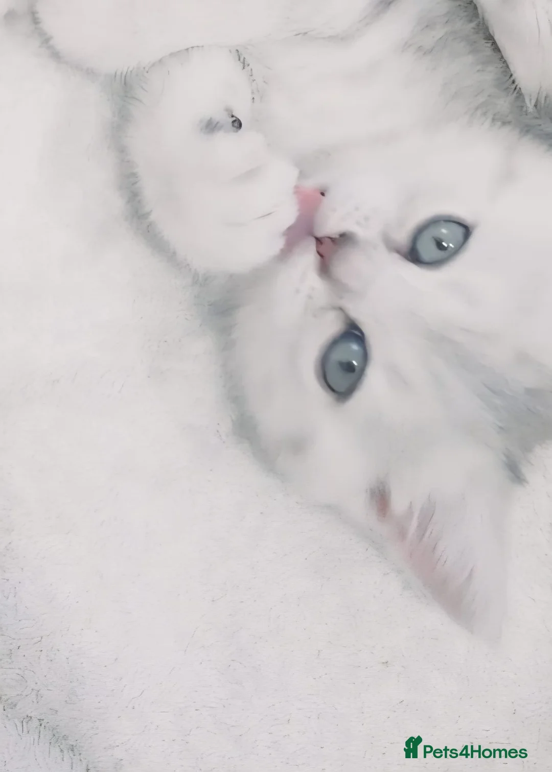British Shorthair cats for sale: British shorthair kitten  - Advert 2
