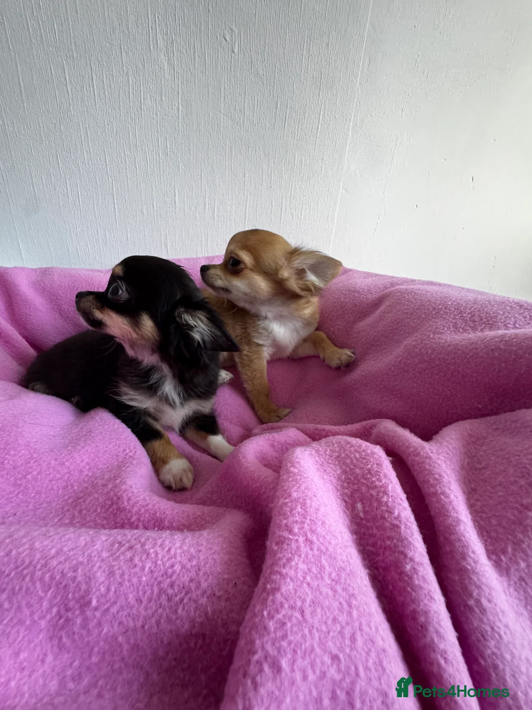 Chihuahua dogs for sale: KC reg Long hair tiny chihuahua for sale  - Advert 4