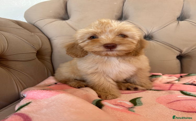 Cockapoo dogs - Advert 14
