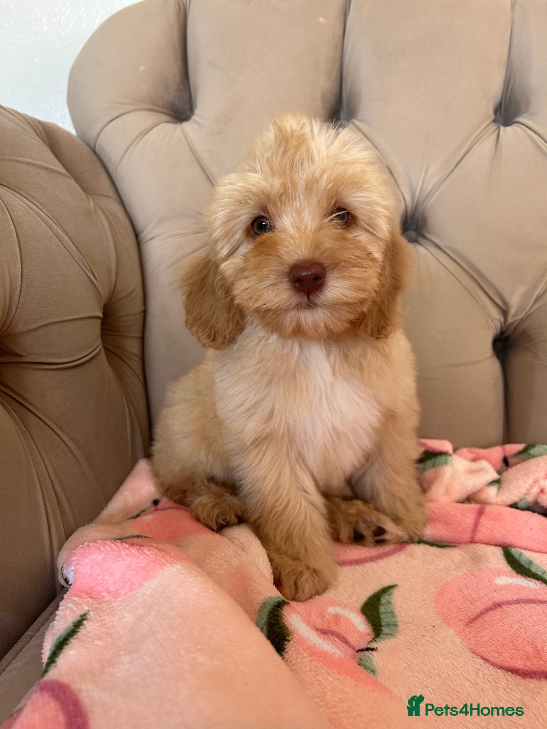 Cockapoo dogs for sale:  Cockapoo puppies ready now only 1 available  - Image 1