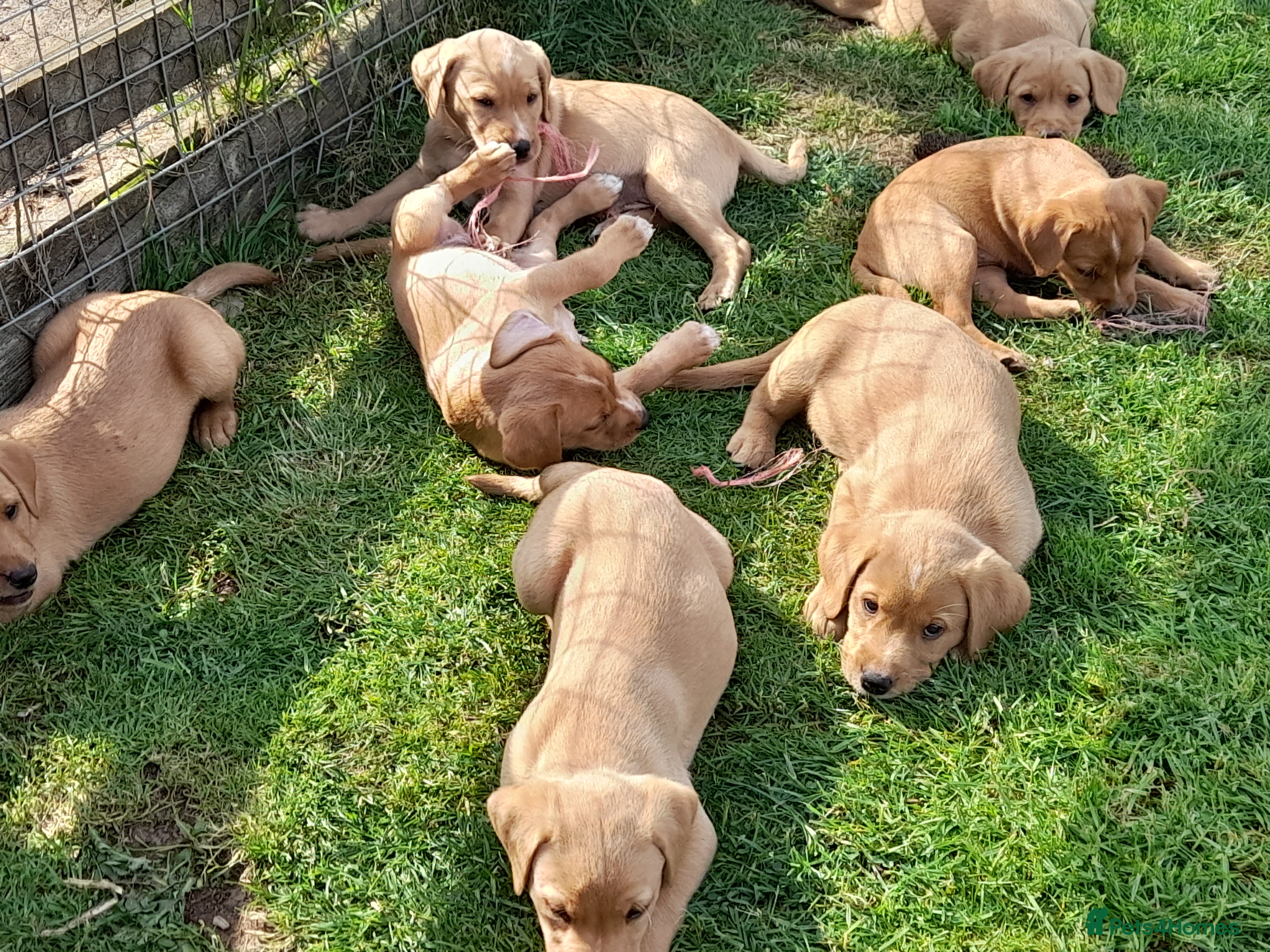 Labrador Retriever dogs for sale: Fox Red Labrador Puppies ready 05.06.26 - Advert 10