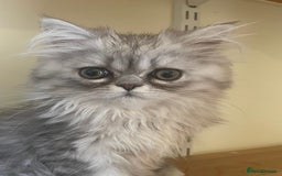 Persian cats for sale: Silver Blue Chinchilla Male Persian Kitten! - Image 5